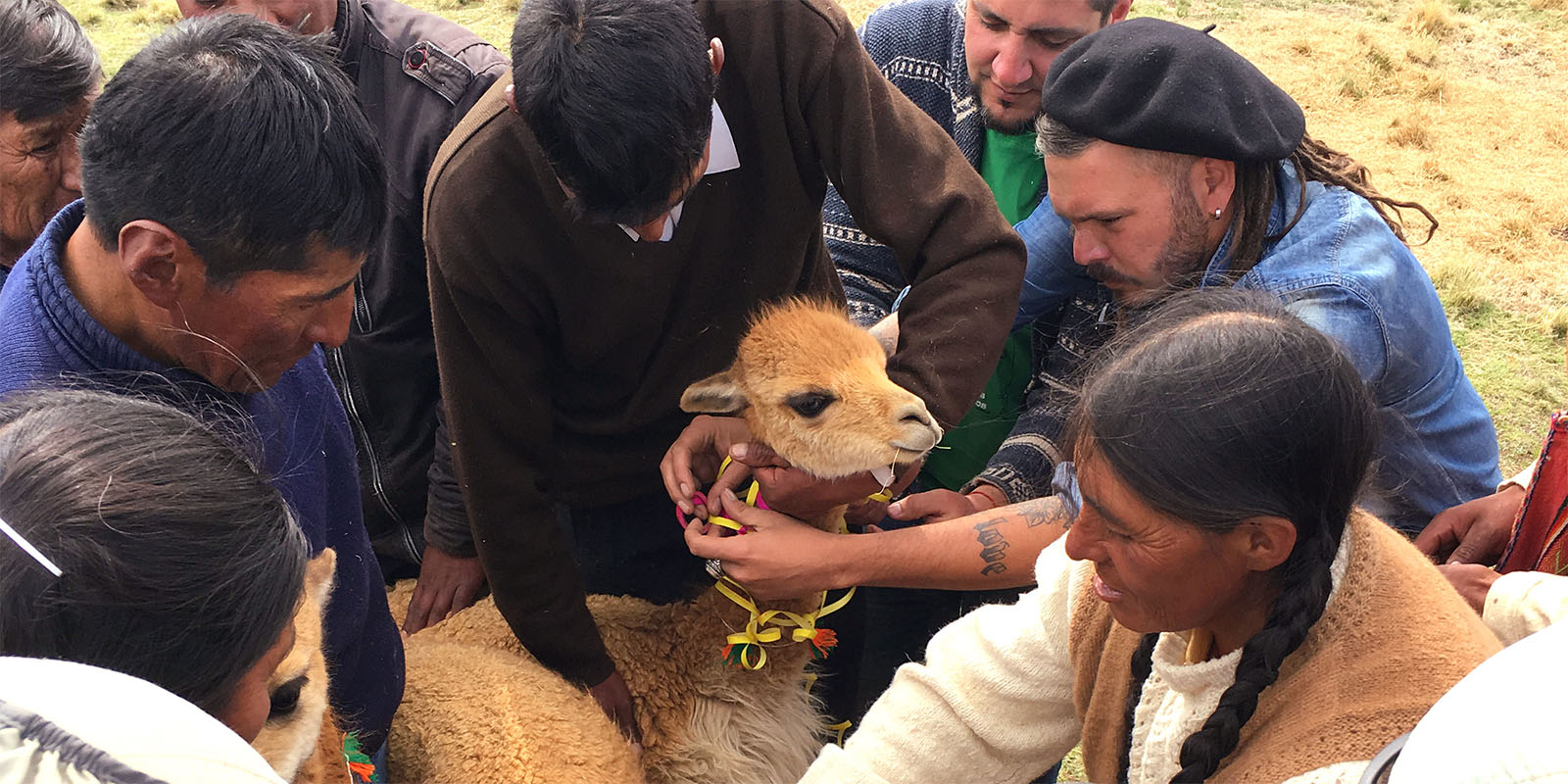 Grupo de personas nativas de Perú poniendo adornos en el cuello de una vicuña.