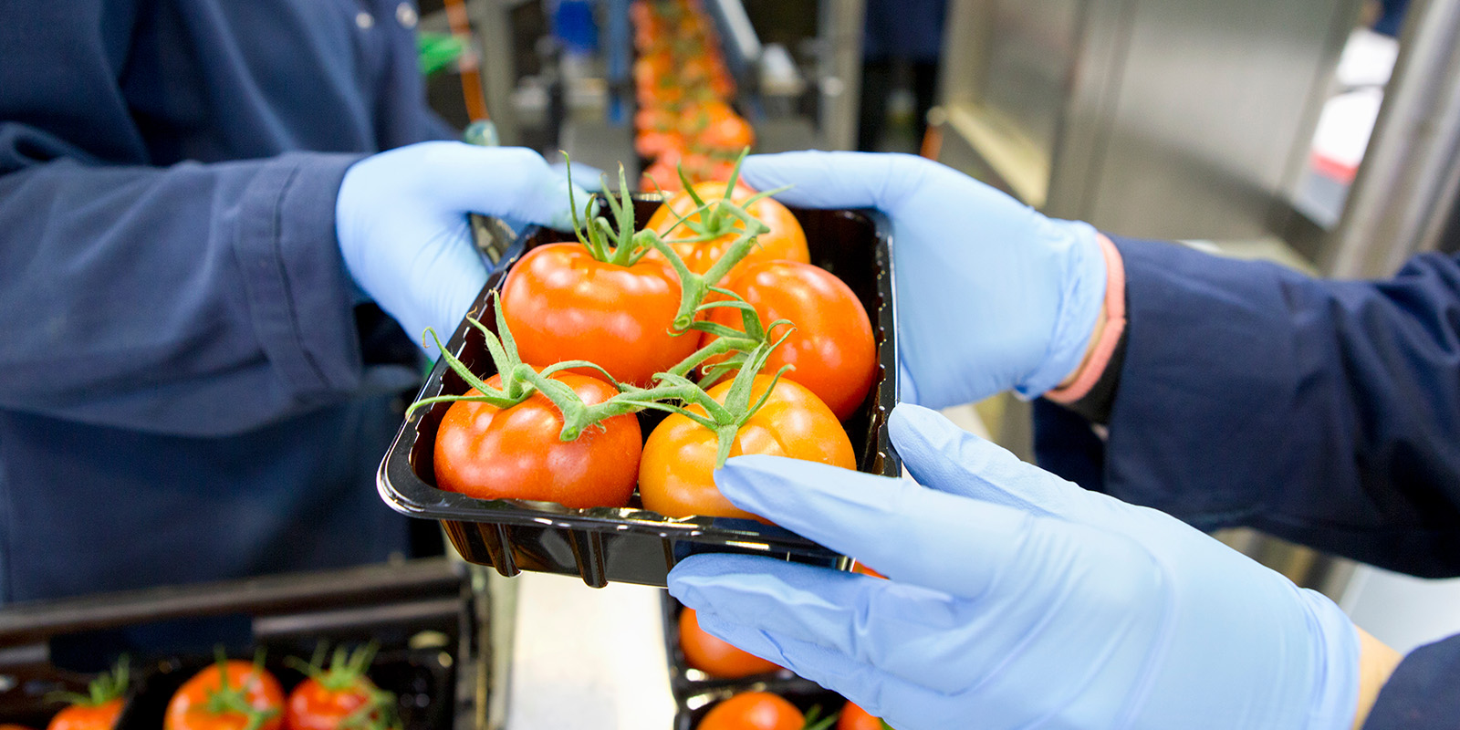 Manos enguantadas sostienen bandeja de tomates frescos en planta de empaque. Proceso de envasado higiénico para alimentos en la industria alimentaria.